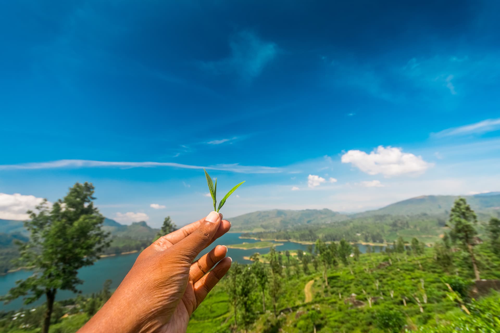 tea farm landscape