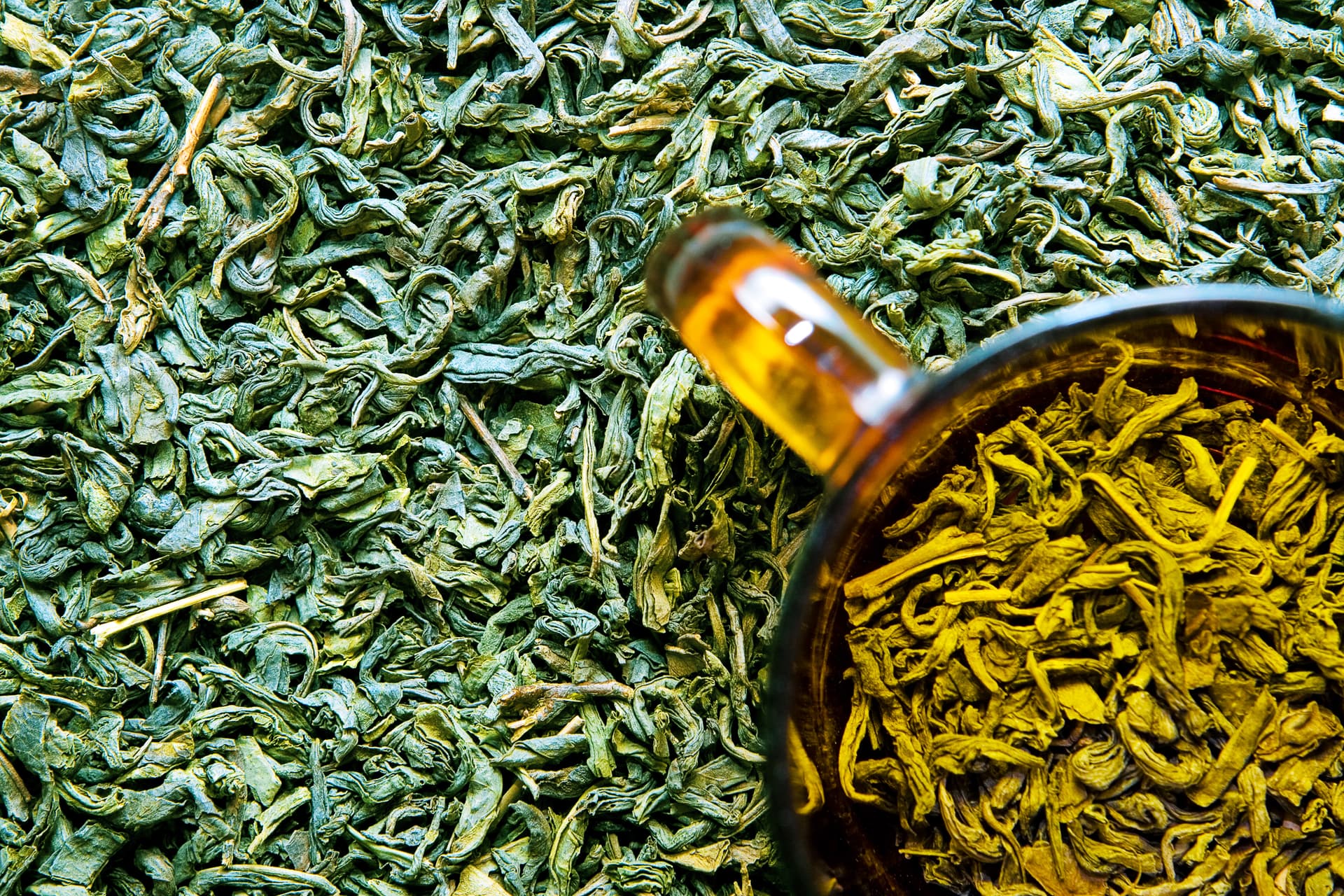 farmer growing and picking tea on terraced hills