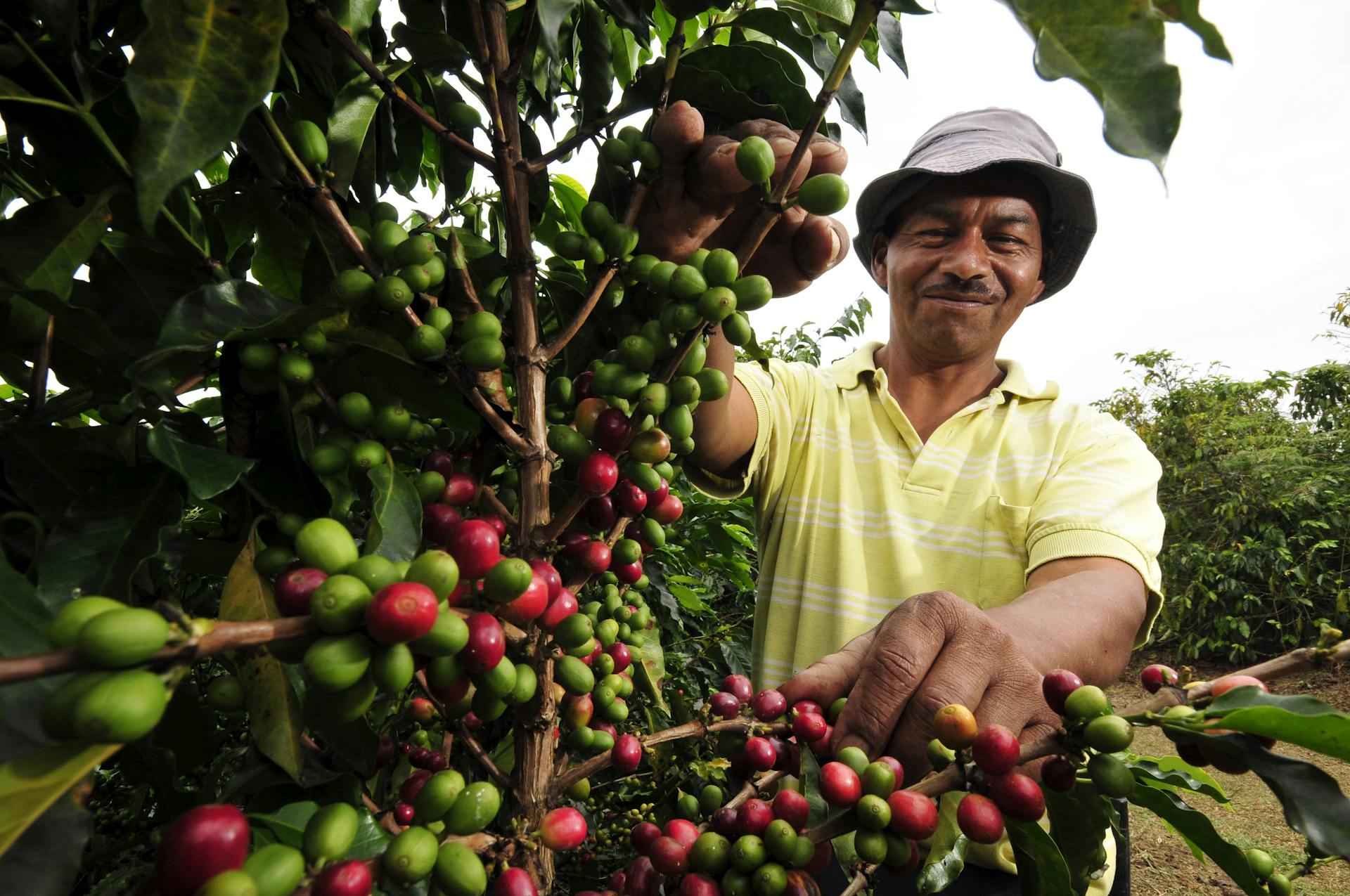 farmer growing and tending to coffee plant