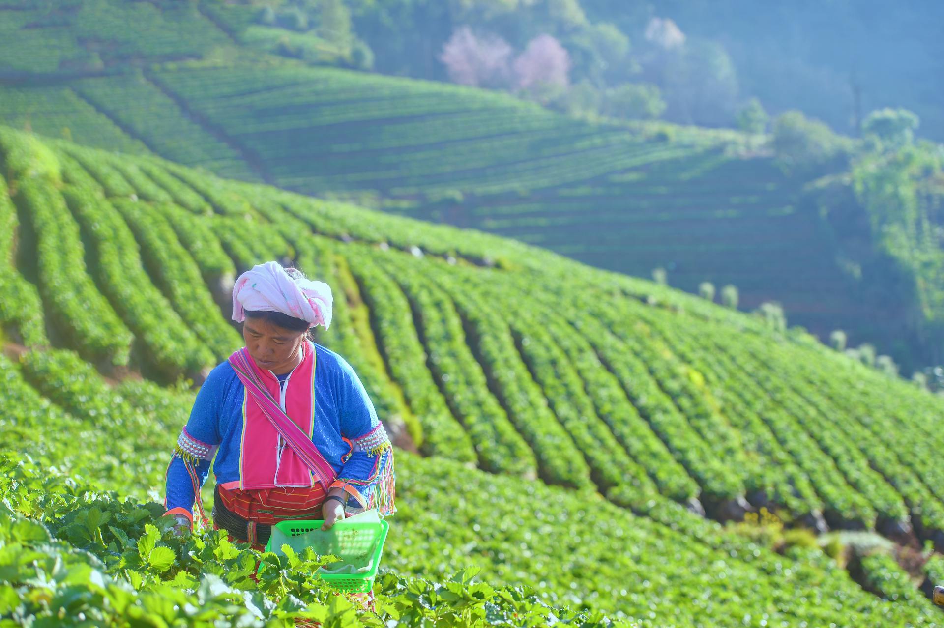 farmer growing and picking tea on terraced hills